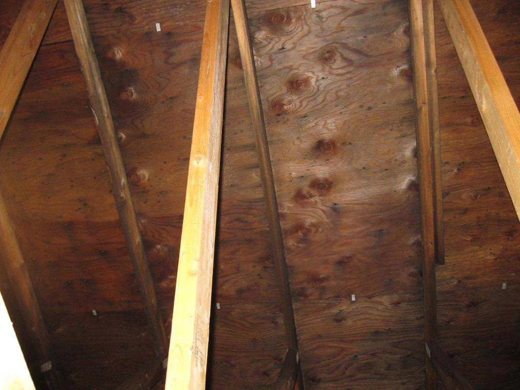 Mold spots on attic roof sheathing between wooden rafters