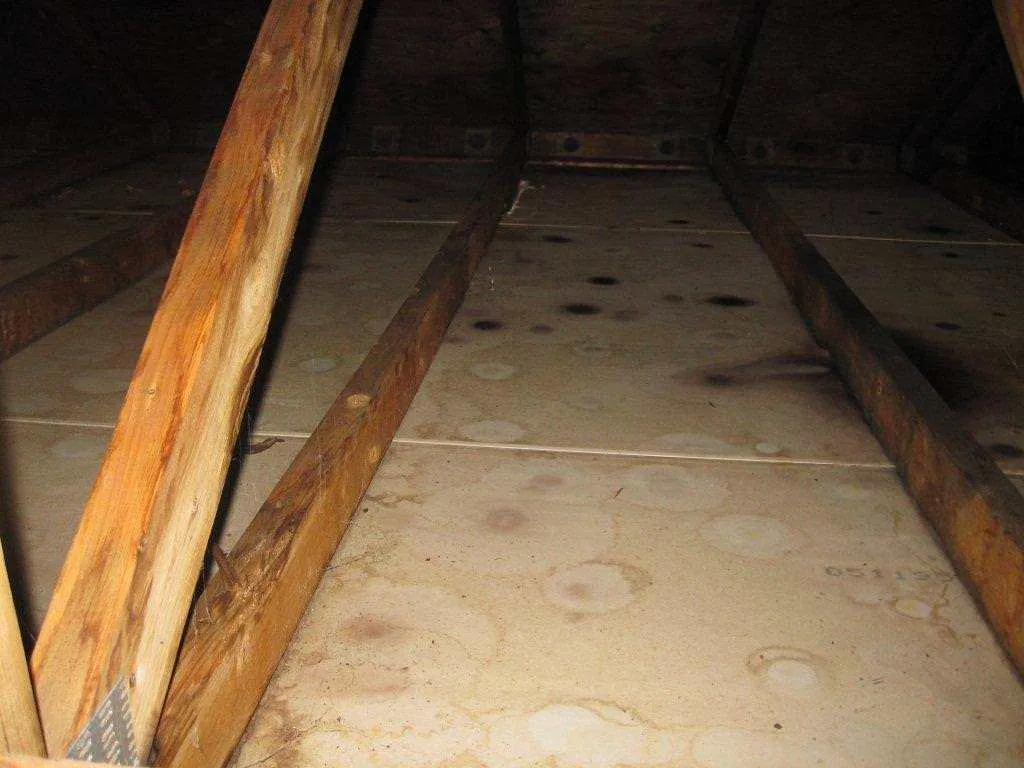 Mold Removal job site photo 9 of 24, Advanced Environmental Services