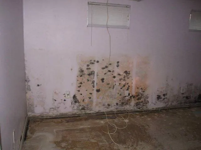 Mold Removal job site photo 18 of 24, Advanced Environmental Services