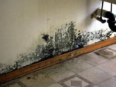 Mold Remediation Services in MO, KS, IL, IA