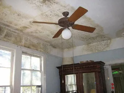 Mold Removal Company in St. Louis, St. Charles, & Columbia, Missouri