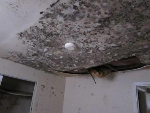 Mold Removal job site photo 22 of 24, Advanced Environmental Services