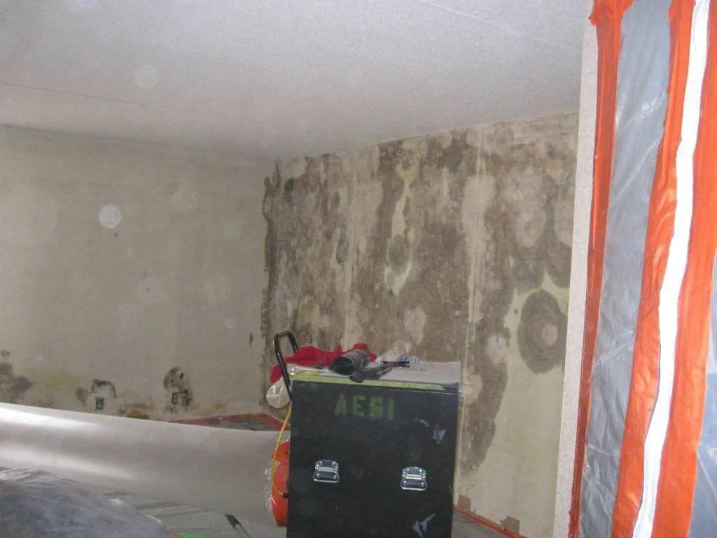 Mold Removal in St. Louis, St. Charles, & Columbia, MO